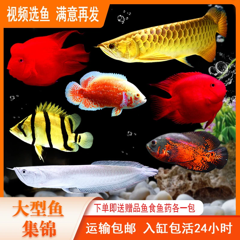 战船金龙罗汉热带观赏鱼鹦鹉鱼鱼红龙鱼wlb淡水其他猫配鱼地图鱼