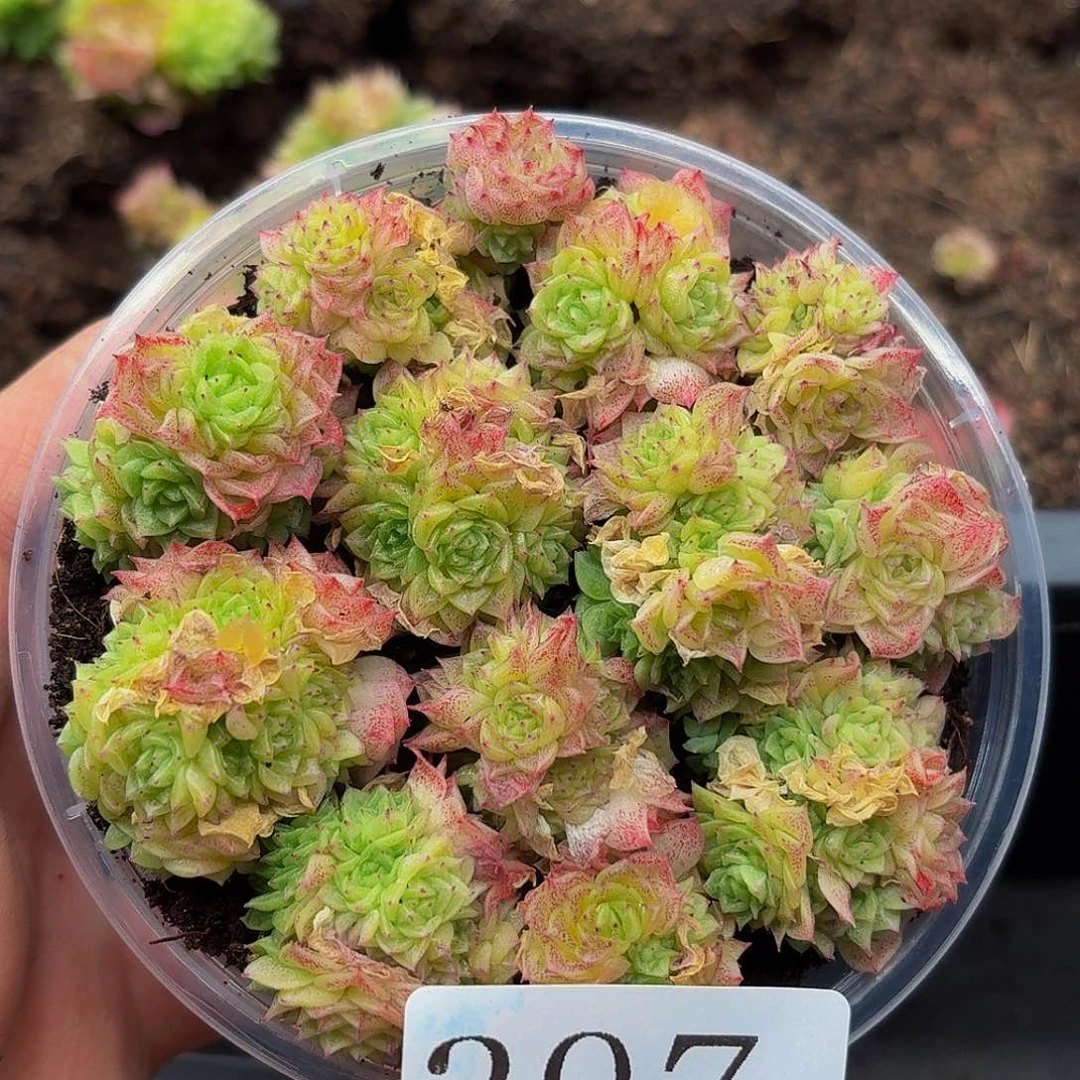 多肉植物多肉植物397