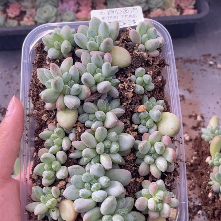 云糖心多肉植物163