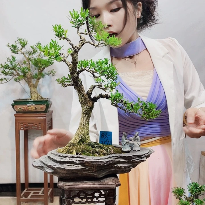 无花朵夏*一皱皮雀舌黄杨盆景