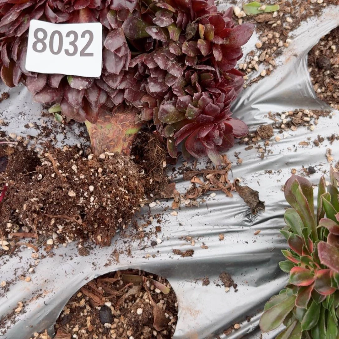 我8032 号多肉法师特价