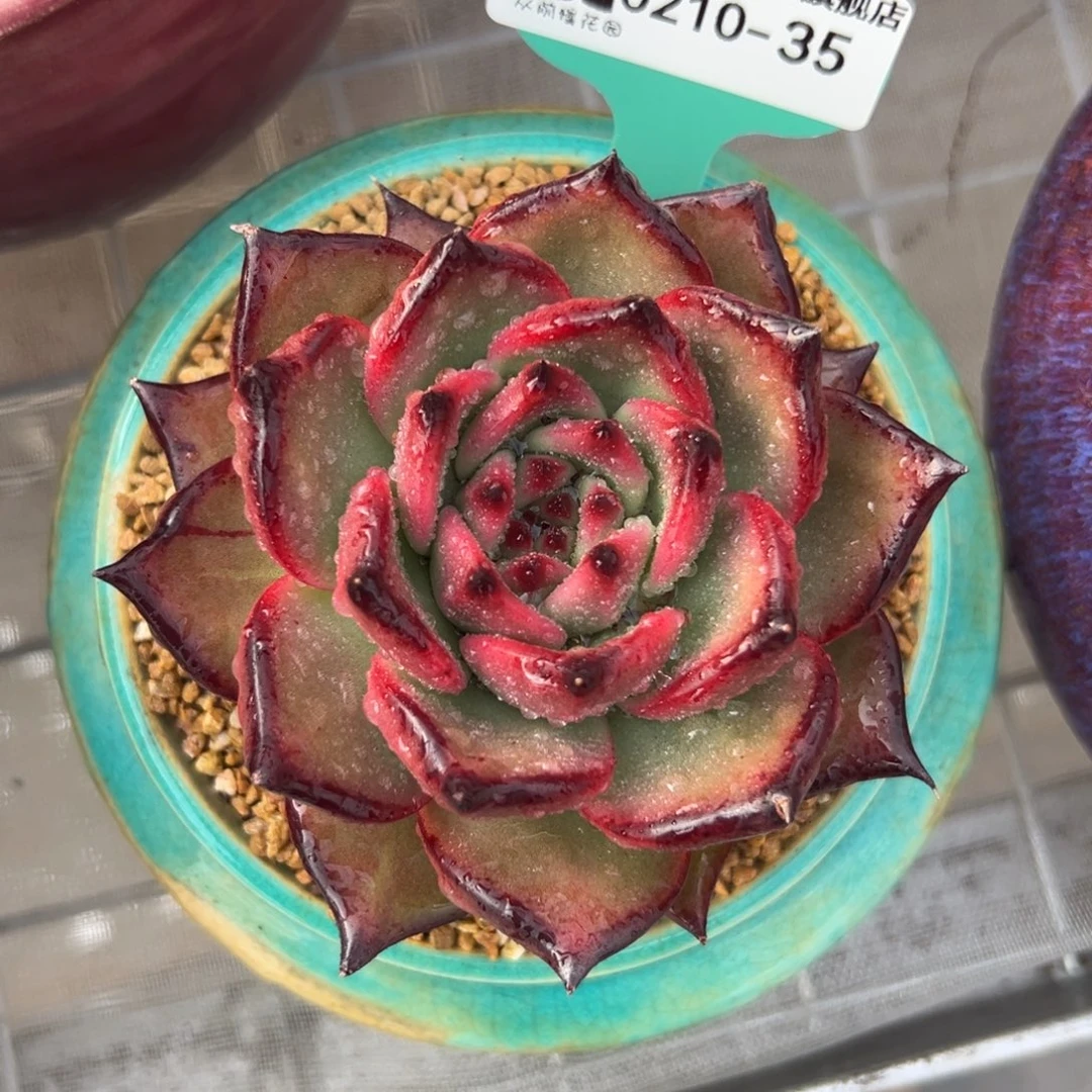 多肉一物一拍0210-35