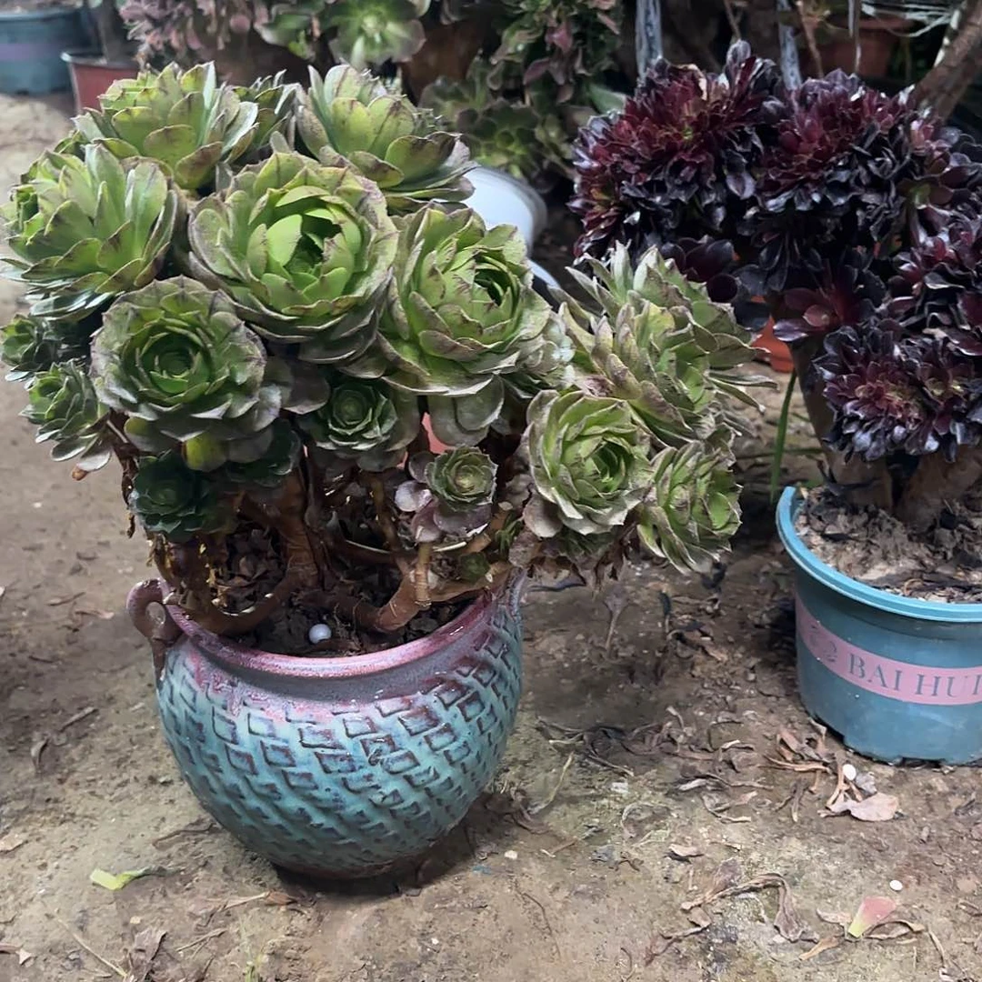 红陶哈哈哈哈哈哈哈哈哈