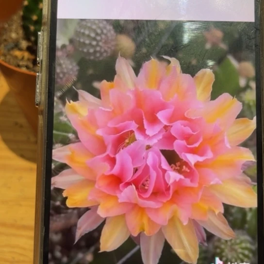 彩草粉梨侧芽4公分左右