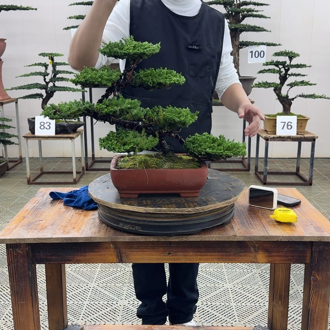 A***凯无花朵柏树造型盆景