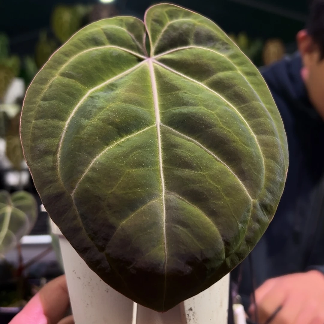 完全开放绿丝绒花烛