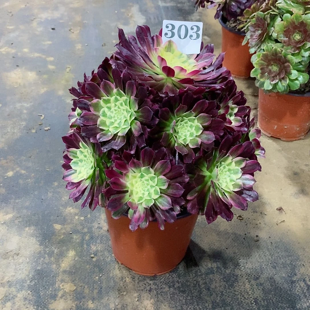 秋*天合303多肉法师植物