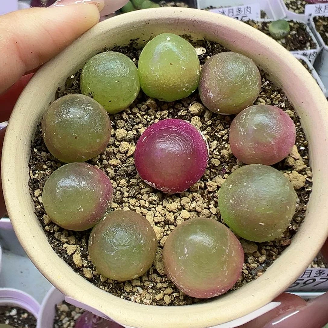 581灯泡拼盘裸根发货