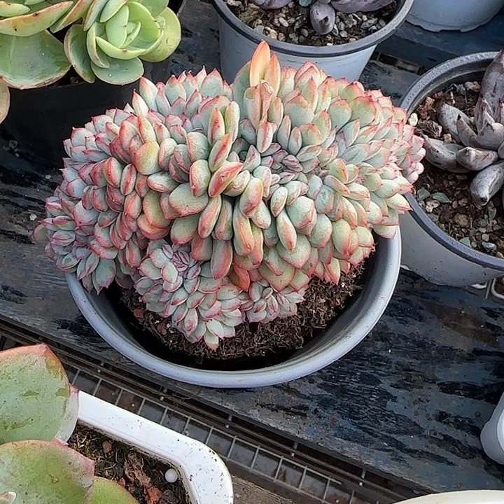青蛙王子儿童牙膏套装原价11