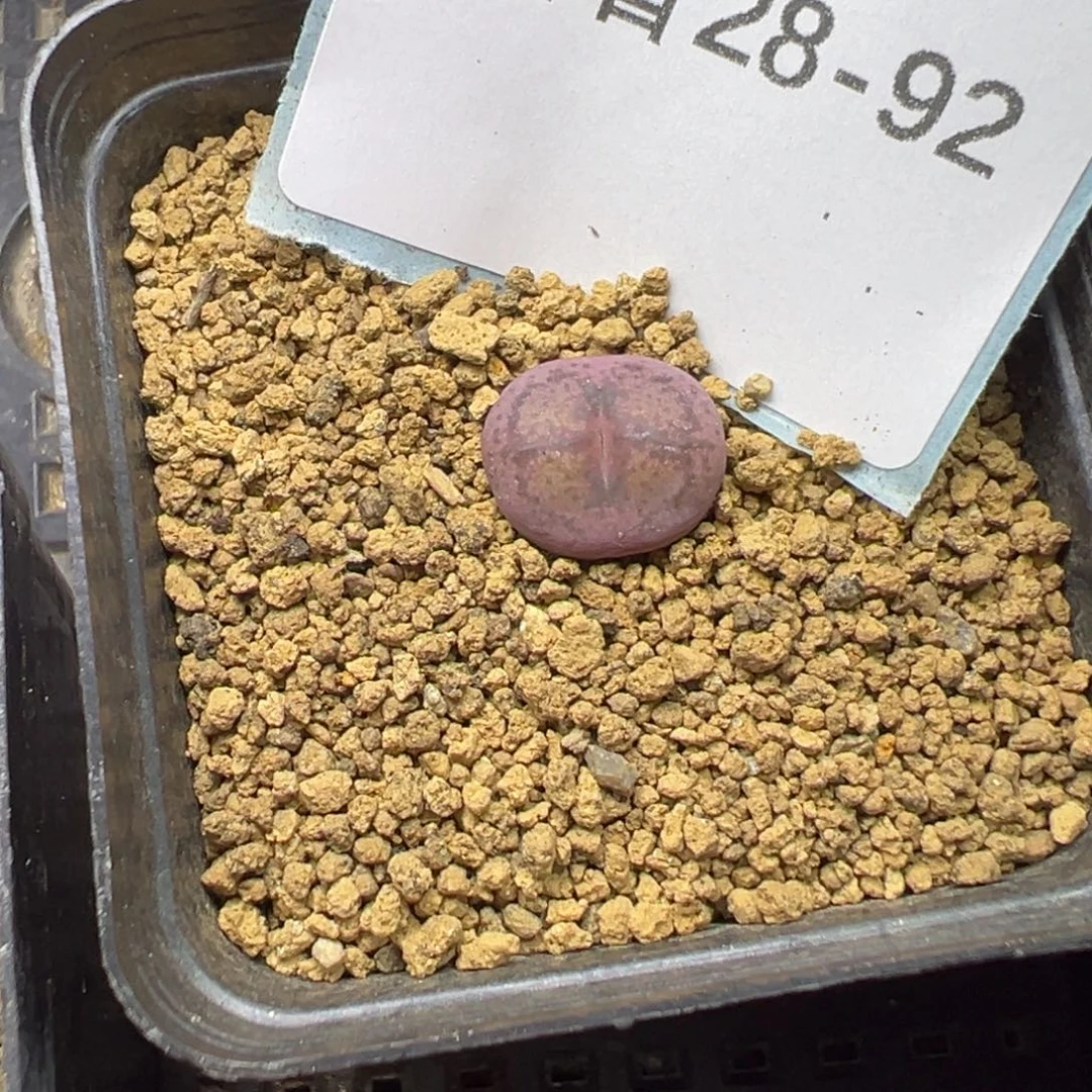 28-92肉锥多肉植物，