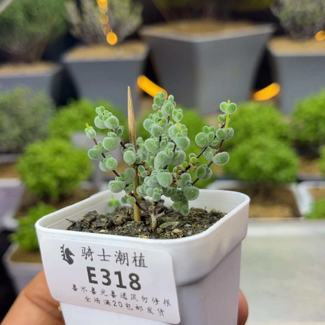 318实生优选白体莱斯