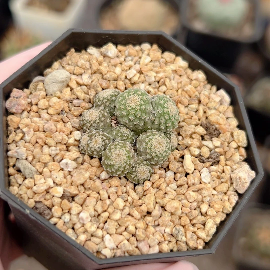 辣***?实生 群生菊水仙人球