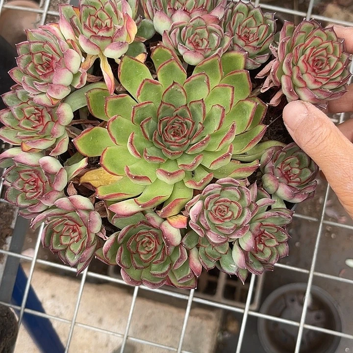 晨语多肉一物一拍荧火虫