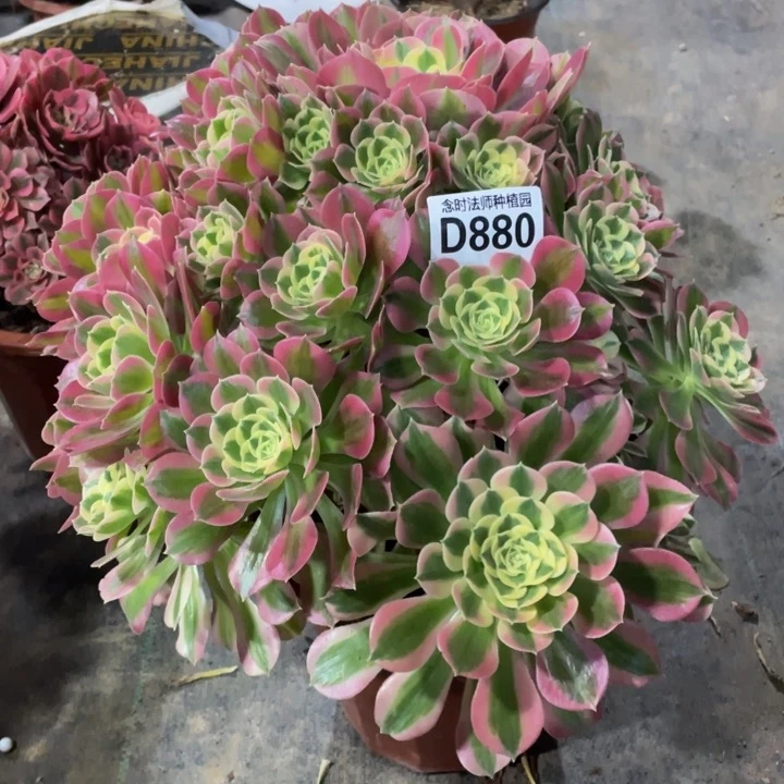 豆**爸880白凤111111多肉