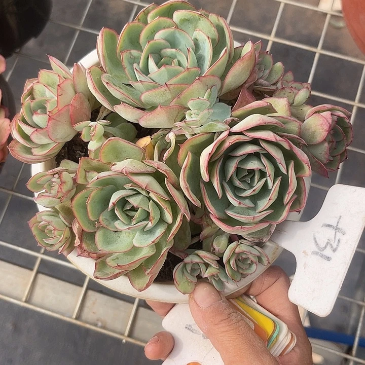 晨语多肉，一物一拍31牡丹亭