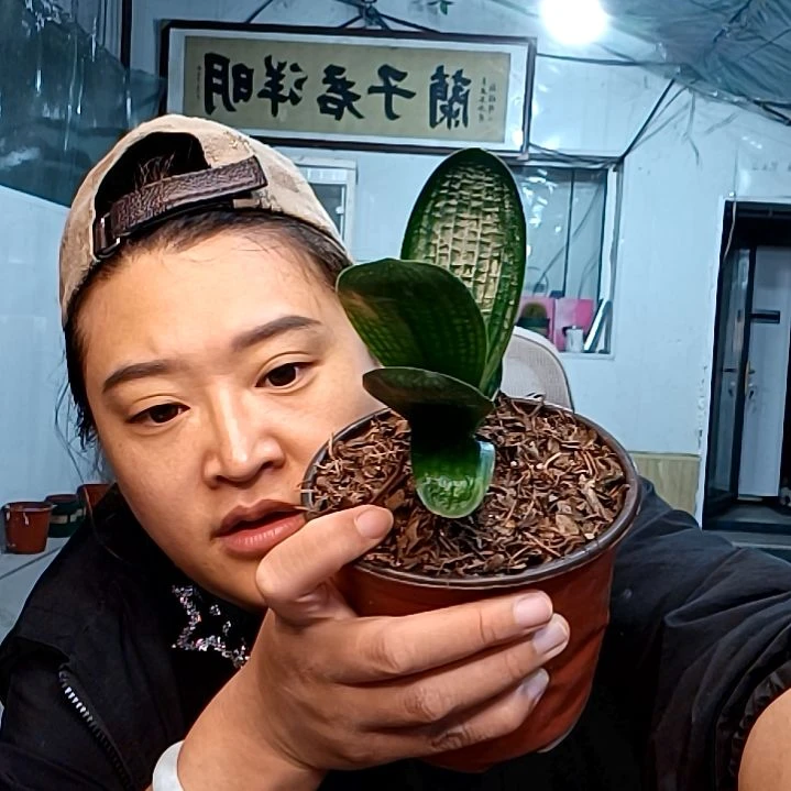 知止39新品麻油王