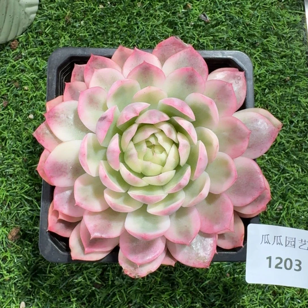 1203韩水晶多肉植物的时候