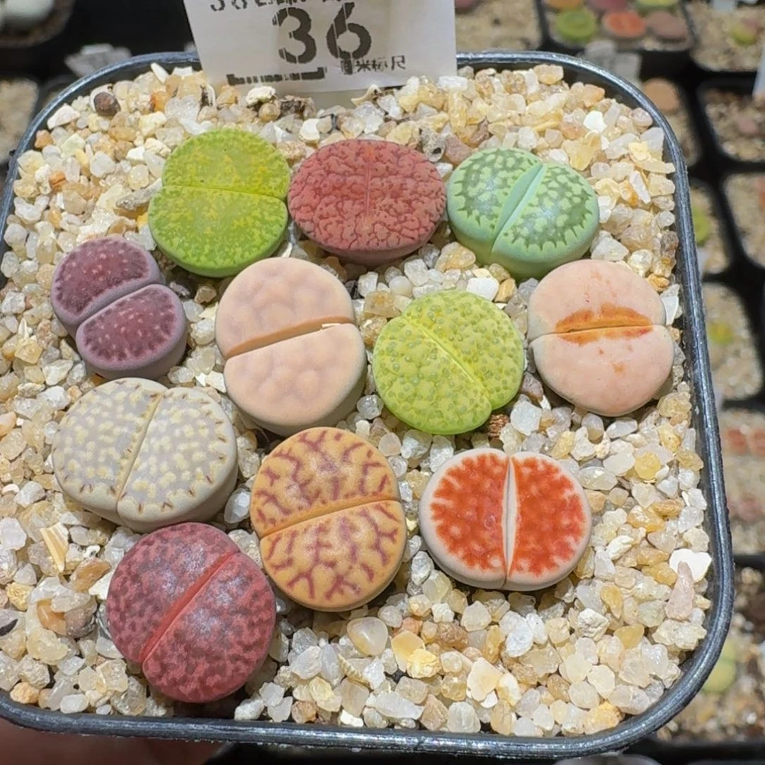 Sssss精品生石花36推荐