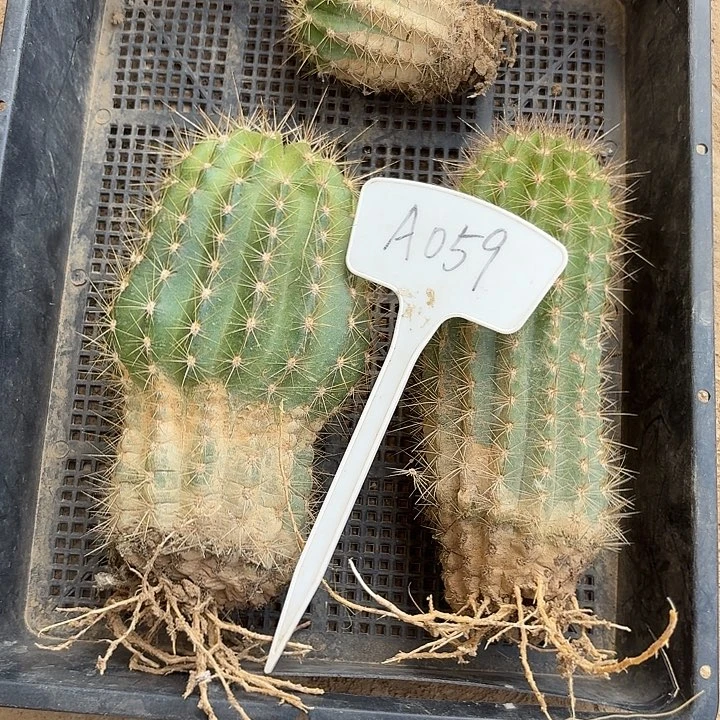 ?****?A059,混色毛花柱3颗瑕疵