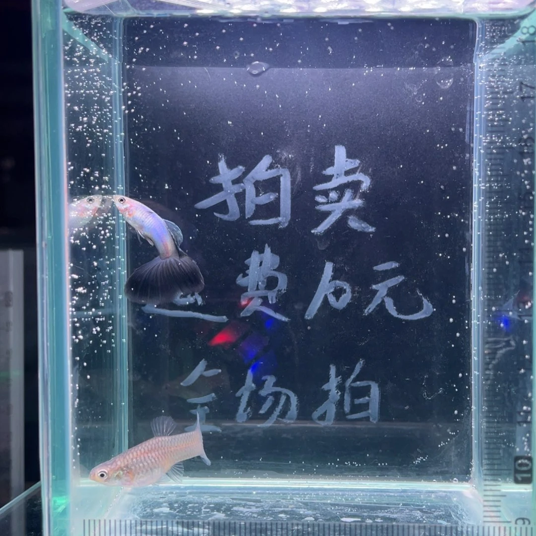 孔雀鱼新加兰孔雀鱼一对