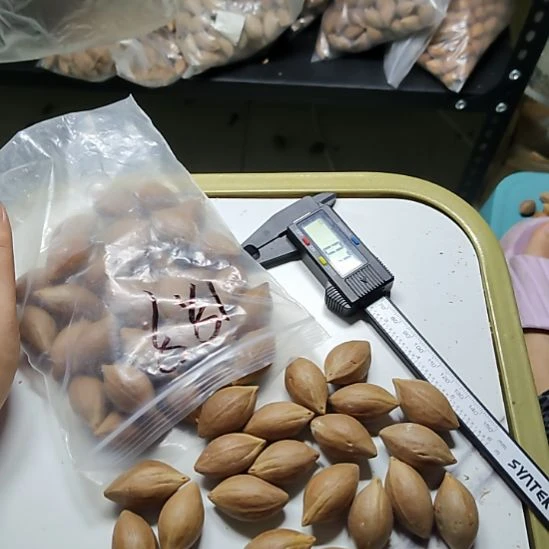 ****️吊坠橄榄核大尺寸散籽一包
