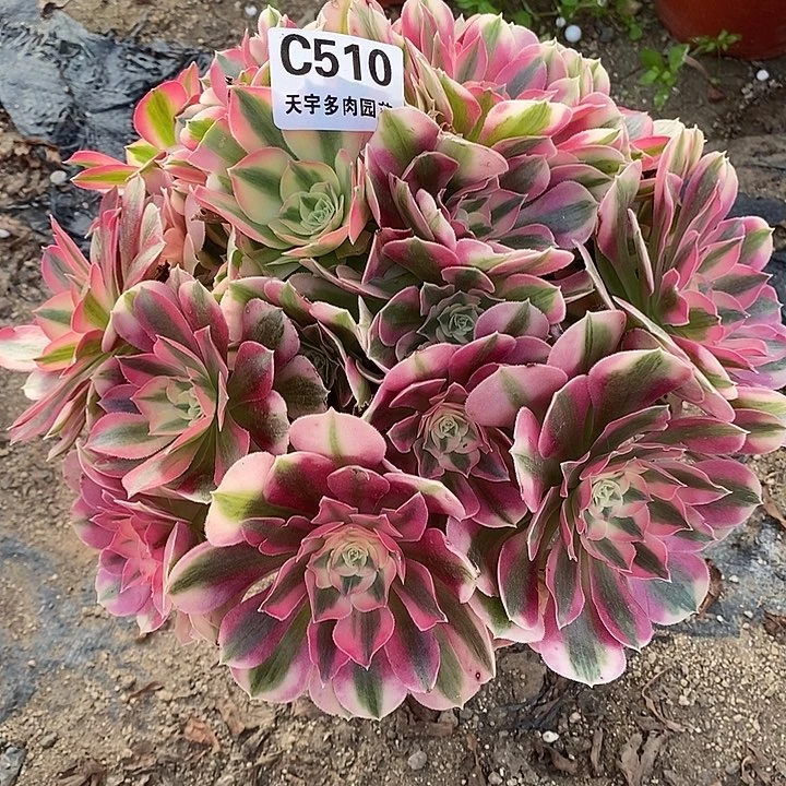 多肉植物女巫510多头
