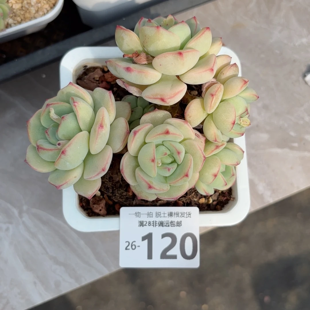 香草老桩多肉多肉多肉