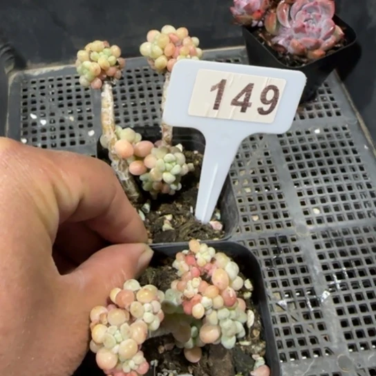 金****界133。149鱼子酱一物一拍多肉