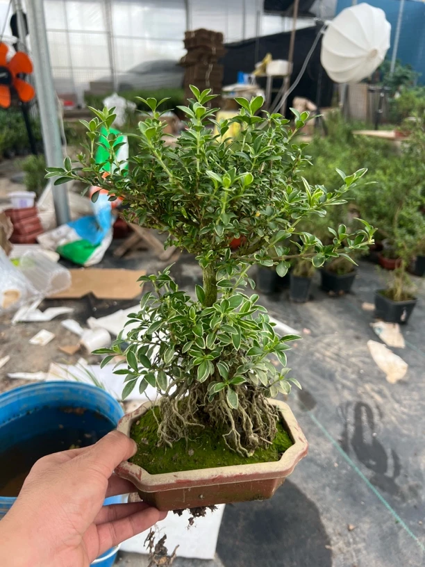 老桩提根金边六月雪岭南名树国内十八大学士之一室内好养