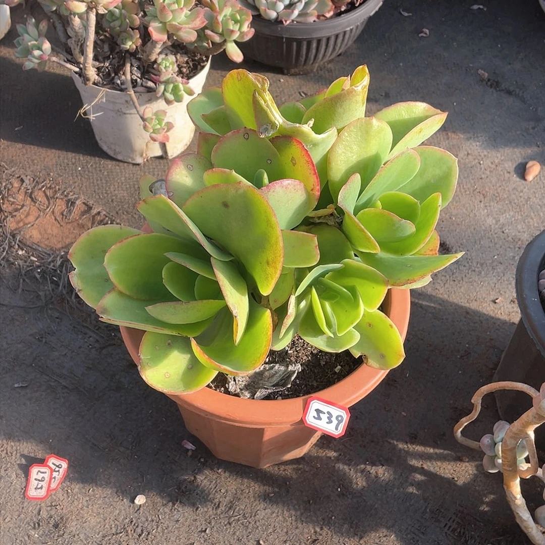 539柠檬卷 一物一拍多肉