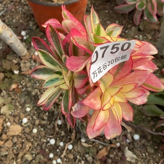 750魅影砍过嫁接多肉