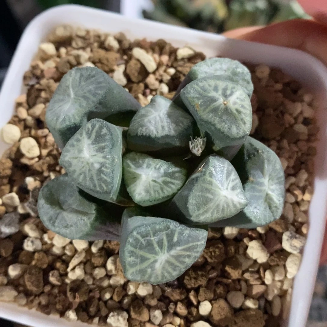 一颗优选实生万象 懂的拍 超级福利