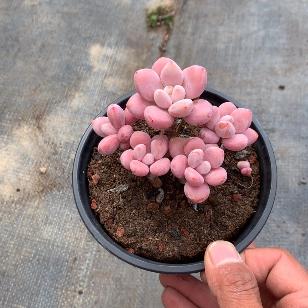 ****࿐你说是谁在的了吧现在