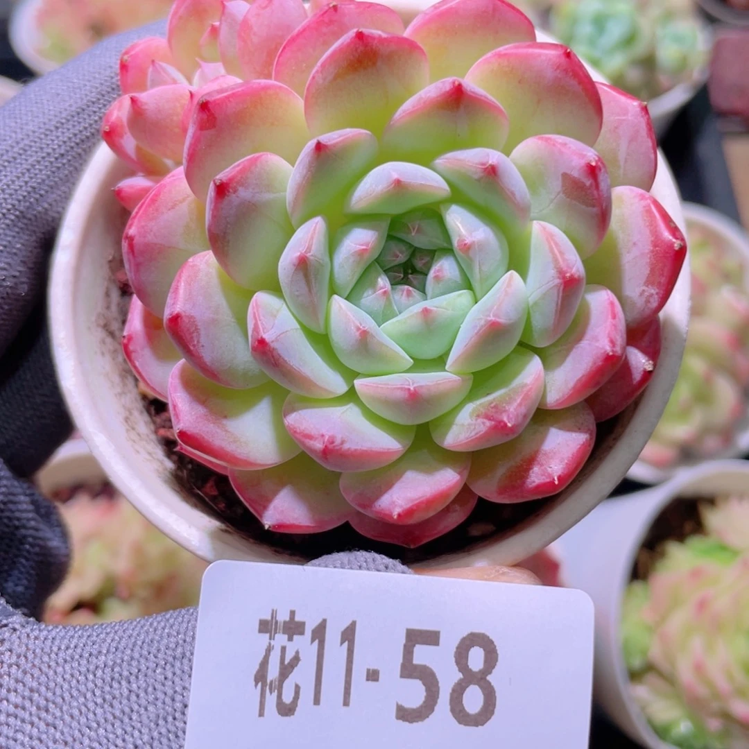 花利美 11-58白桃汽水