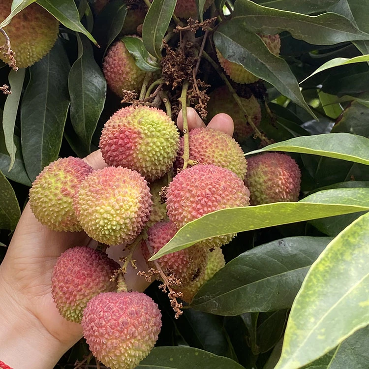 京东快递包邮-灵山白糖罂/妃子笑荔枝新鲜现摘核小肉厚香甜当季