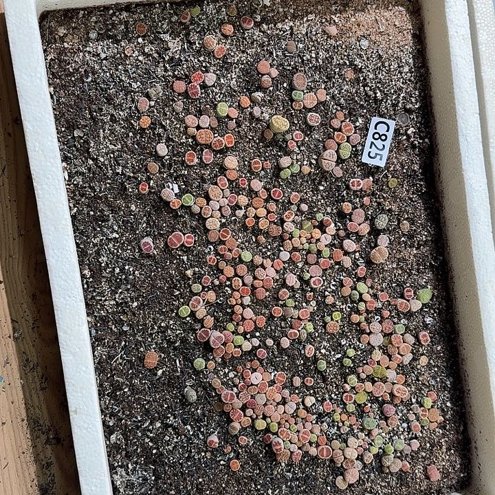 825生石花整筐脱土发货不售后