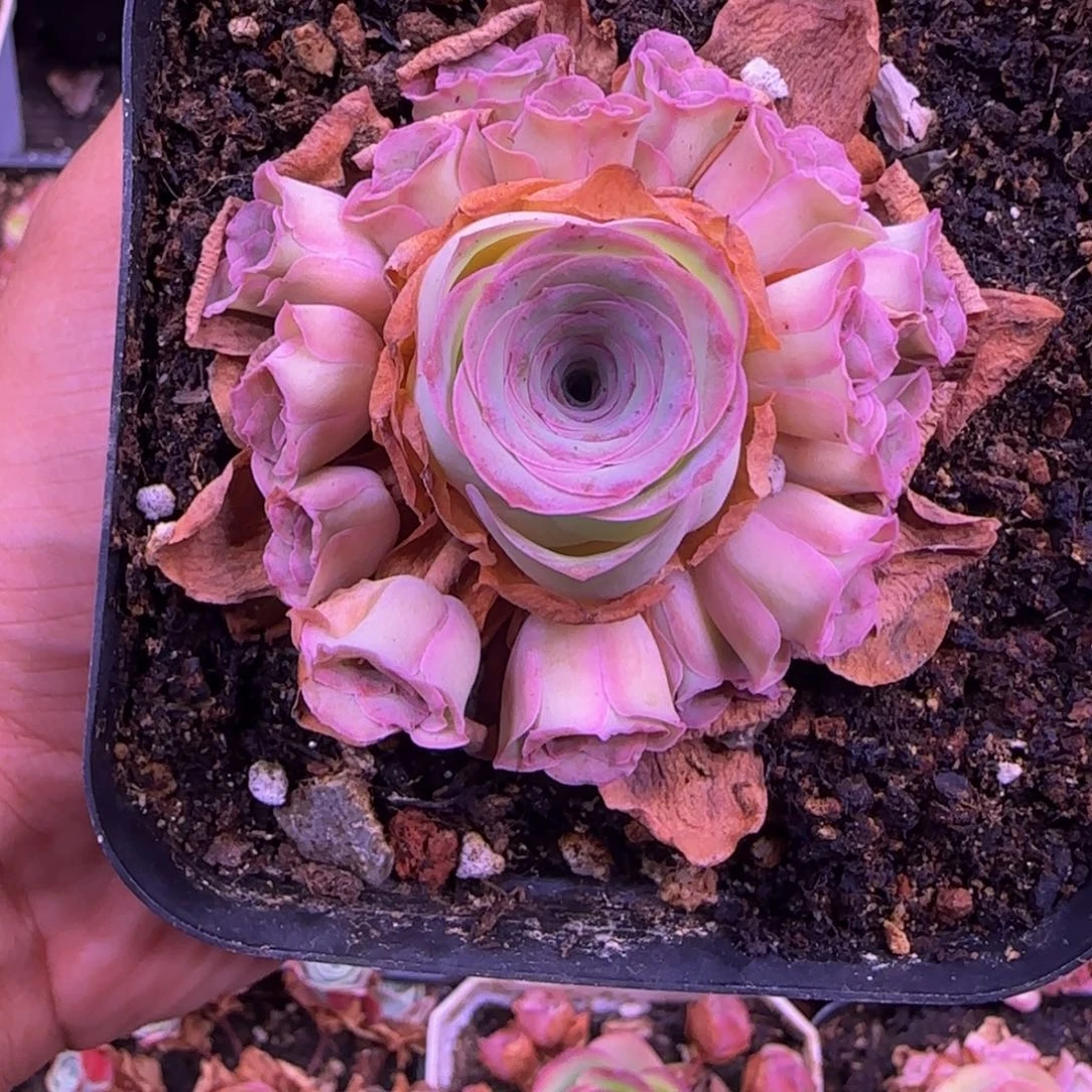 霓裳捧花1434246767673