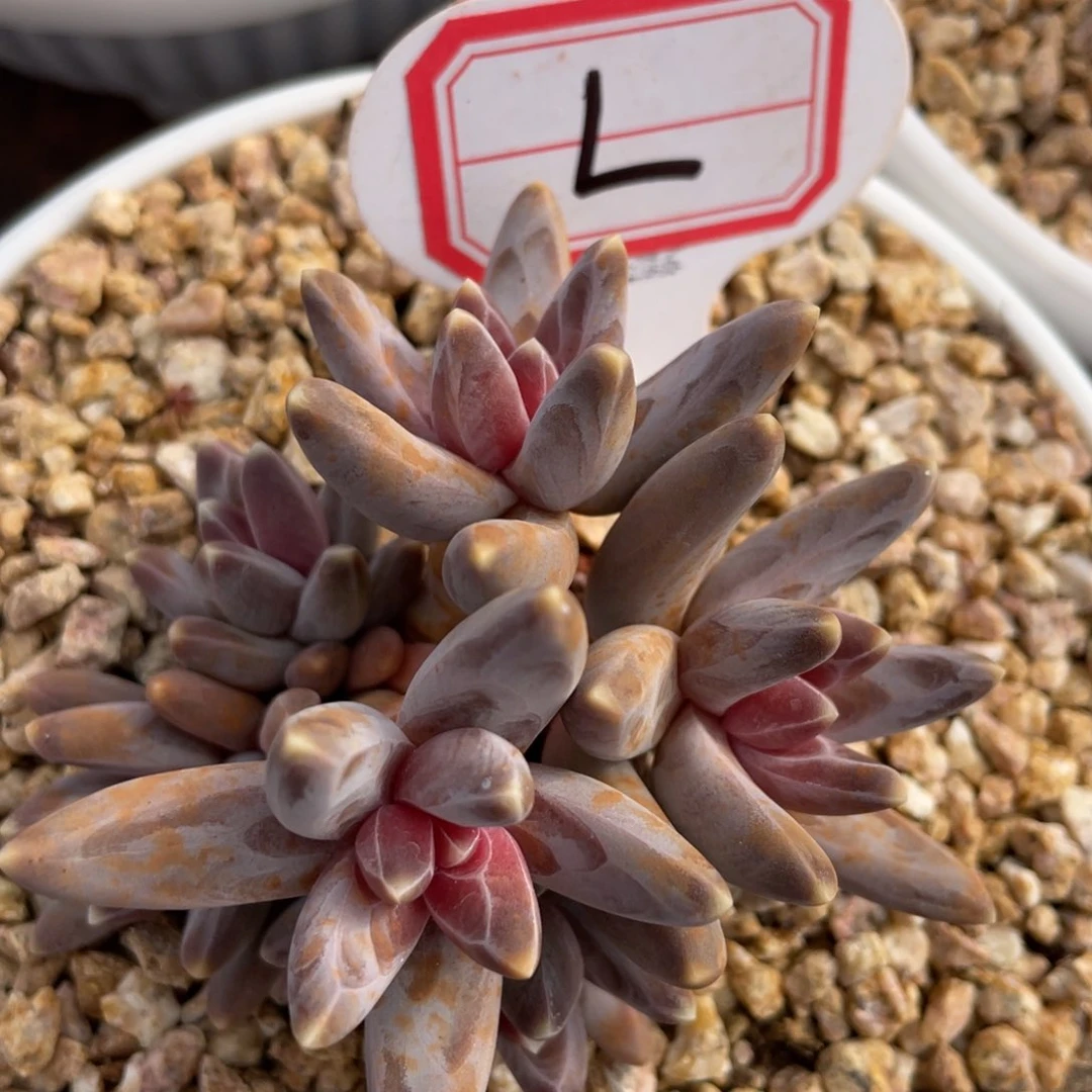 ?*姐姐说她真的不是一般