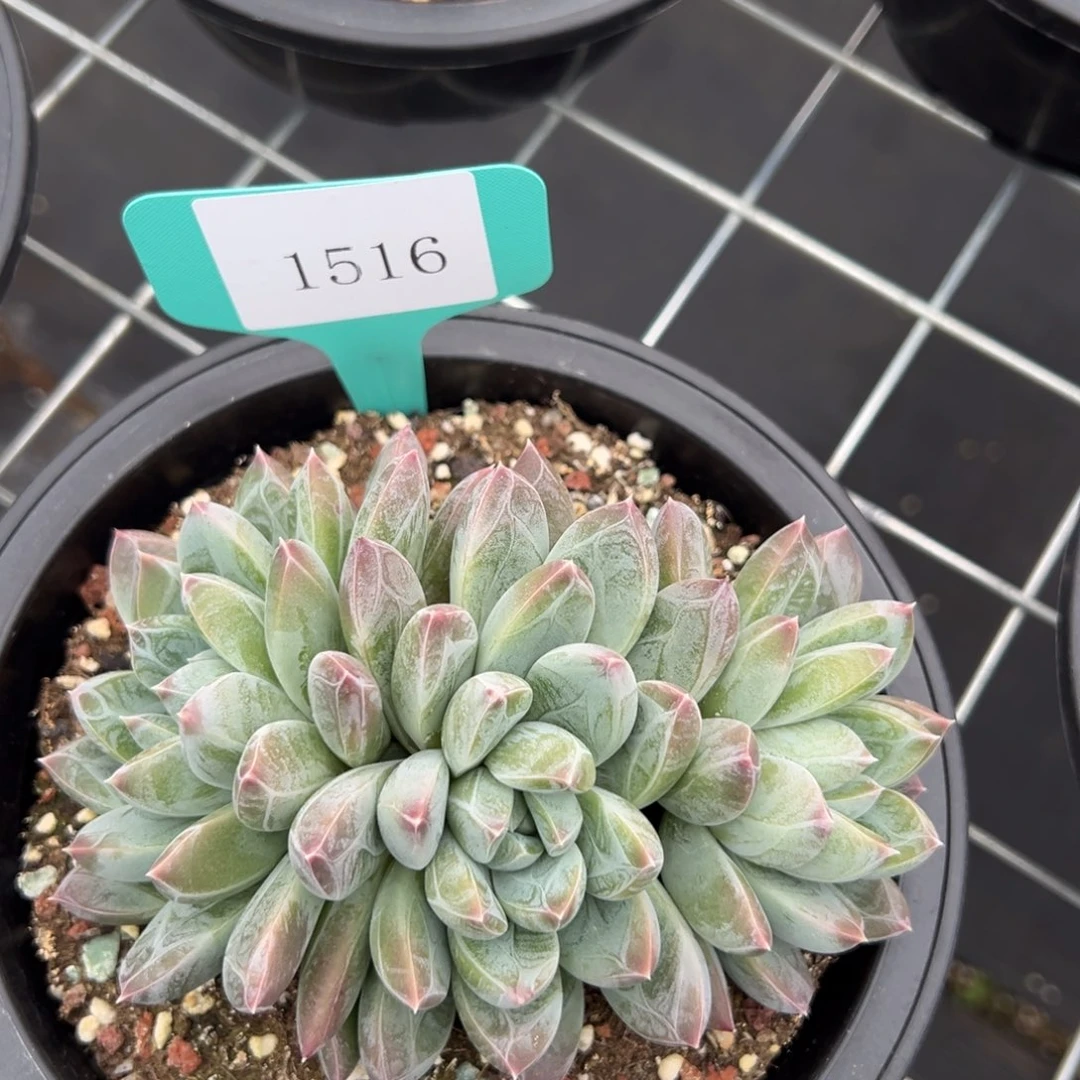 随**风1516肉多肉多肉多