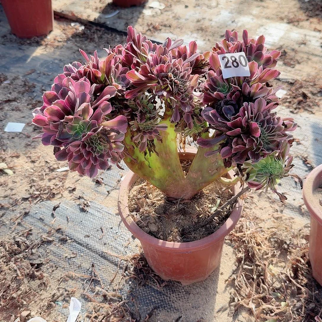 280美杜莎一颗呀呀