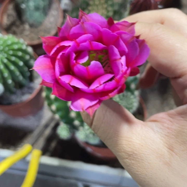 王***杰实生彩草摘花脱土