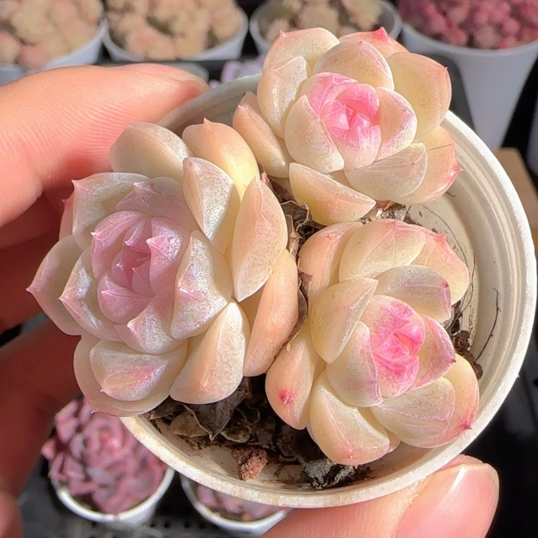 多肉1230-24白桃汽水三头