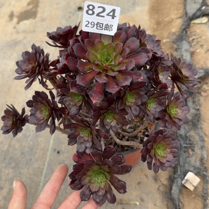 红铜中班……多肉植物……