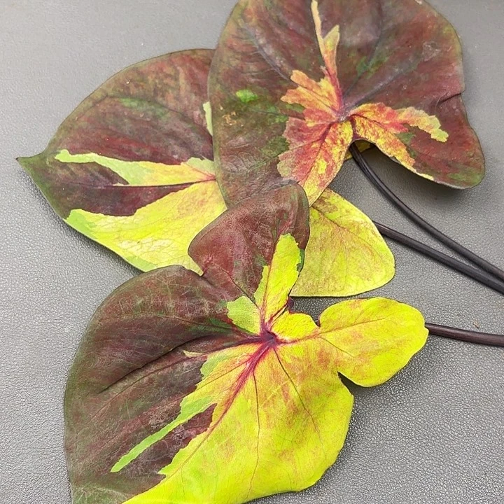 160-0628落日天空现货