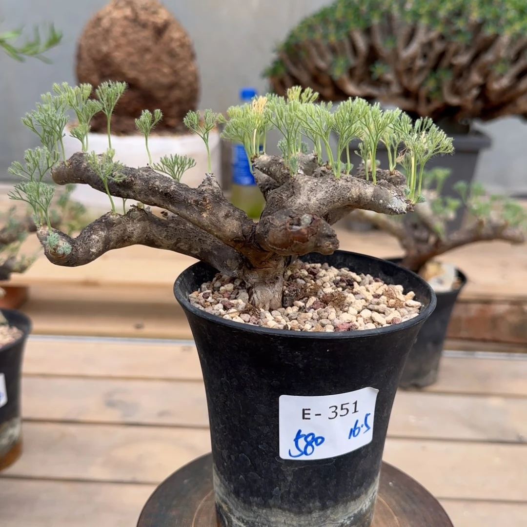 351黑皮月界块根植物