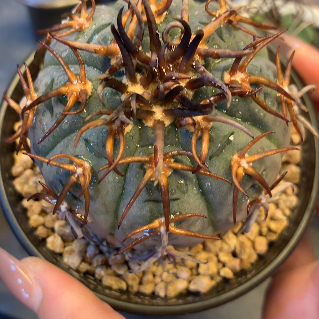 汐****专拍一物一拍。