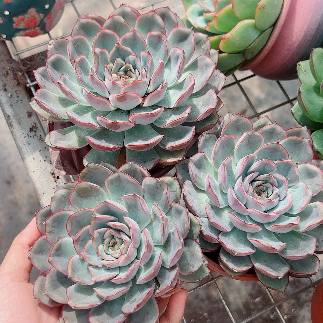 猎户座大单头精品三盆