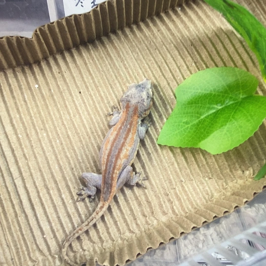 纯***神盖勾亚守宫111111111