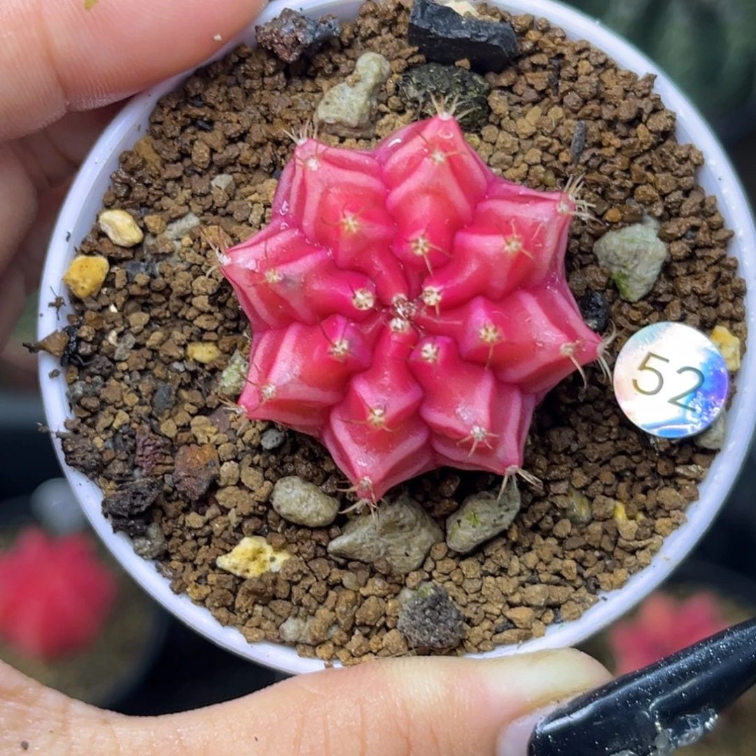 52    带盆土发货