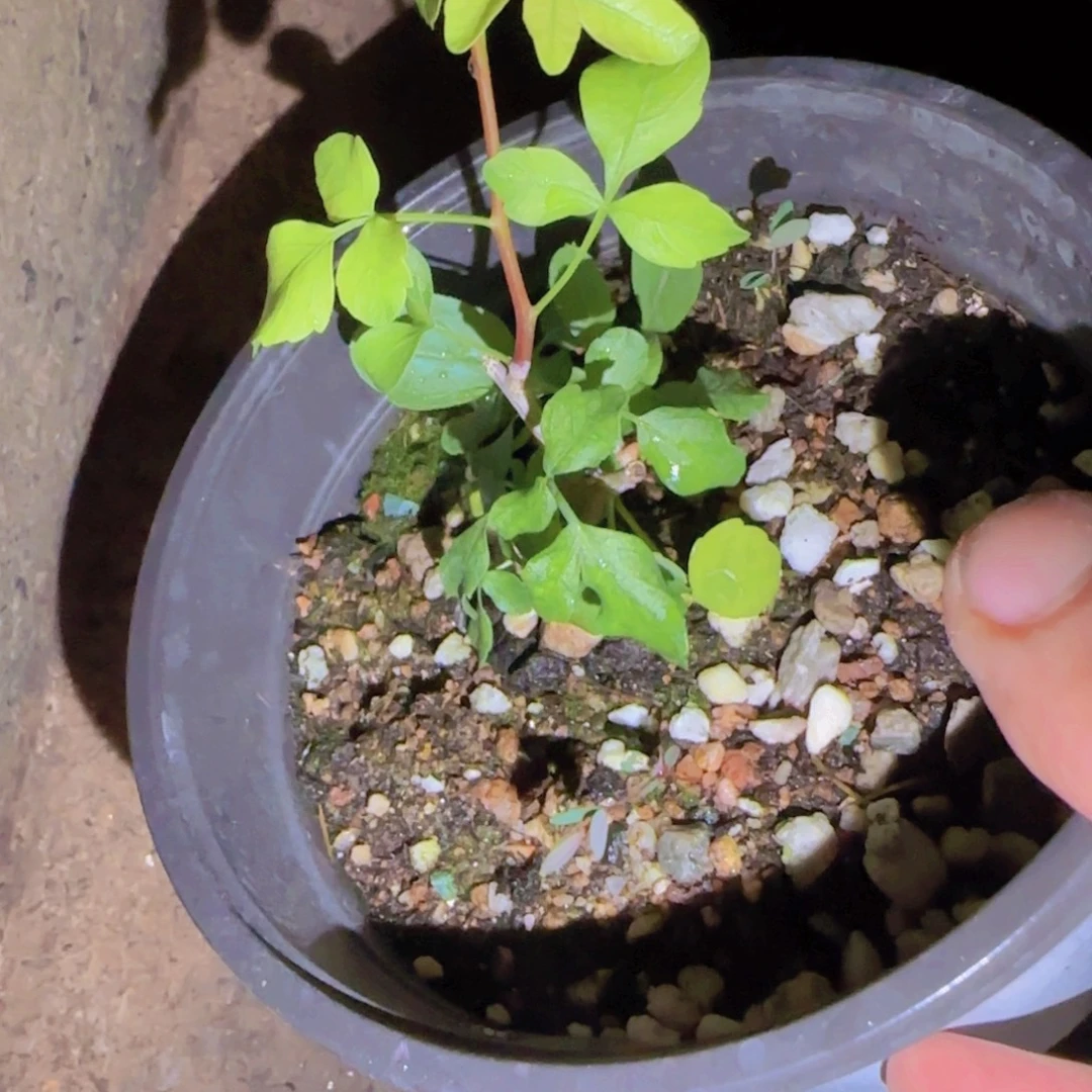 萨***f块根植物块根植物